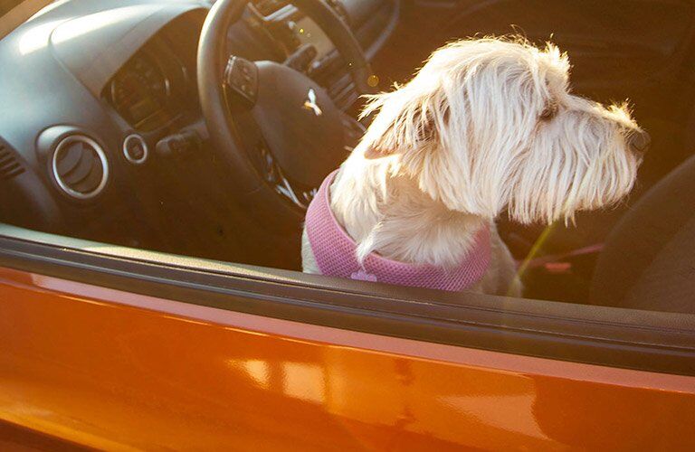 Un perro en el 2017 Mitsubishi Mirage