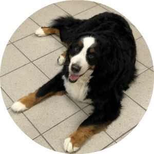 Bernese Mountain Dog lying on a tile floor