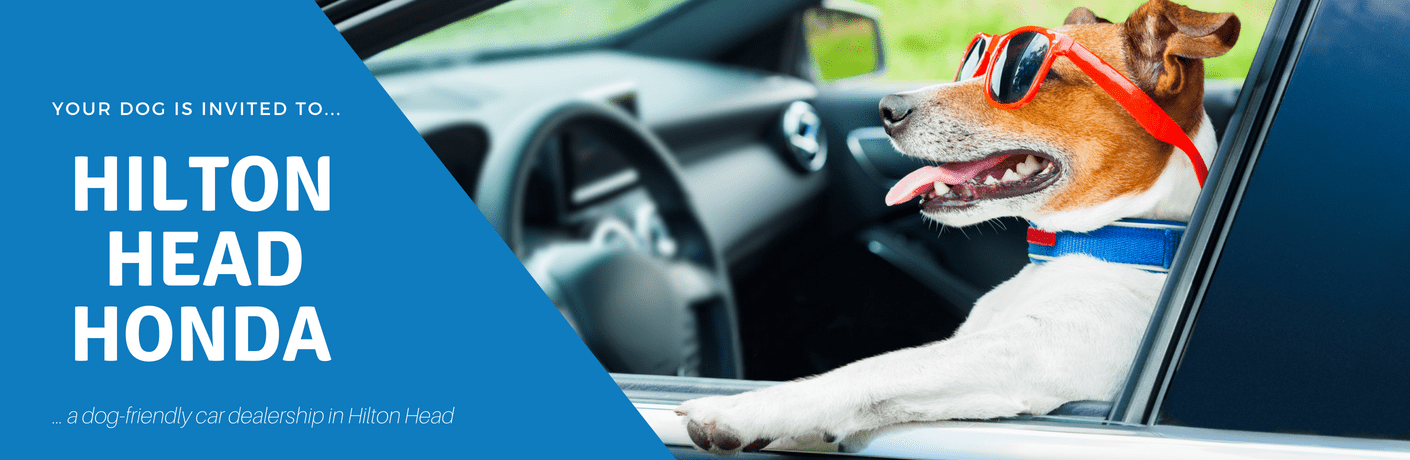 dog wearing sunglasses behind the wheel of a car with text overlaid that says