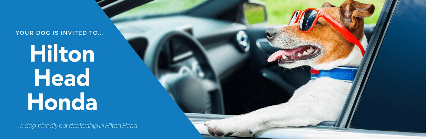 dog wearing sunglasses behind the wheel of a car with text overlaid that says