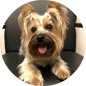 Yorkshire Terrier sitting in a chair
