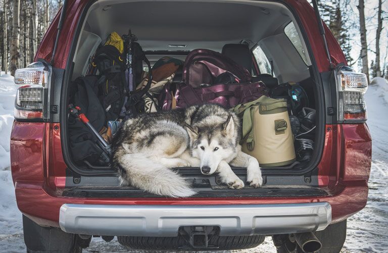 Dog laying in open trunk of 2020 Toyota 4Runner