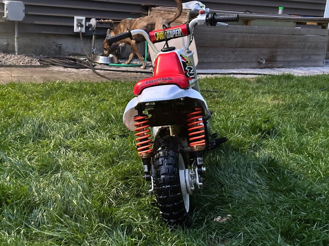 1998 Honda Z50R Charlton MA