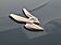 2025 Dodge Hornet R/T